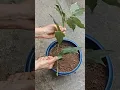Download Lagu How to grow Insulin Plant from cutting #shorts #gardening #plantpropagation