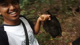 jerat ayam hutan baroga dan ayam hutan maleo