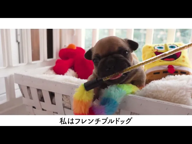 動画