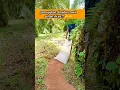 Download Lagu pemupukan kebun sawit sultan