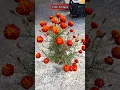 Download Lagu marigold cuttings grow | red marigold flower #shorts #marigold #flowers