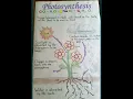 Photosynthesis Process of Preparing Food by Plants