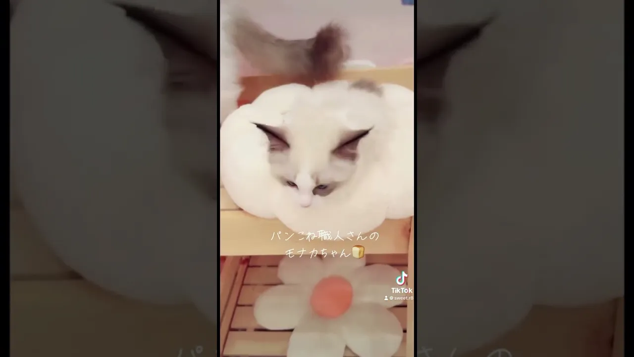 動画
