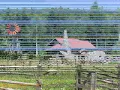 北の国から　純のテーマ.wmv