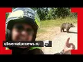 Download Lagu El este italianul ucis de ursoaică pe Transfăgărăşan. Momentul atacului