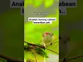 Anakan burung Cabean minta makan #shorts #burung