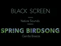 Download Lagu Forest Birds Chirping/Singing Nature Sounds Black Screen-Dark Screen-Relaxing Sleeping Sound Effect