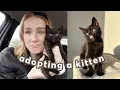 getting my kitten a best friend adoption vlog