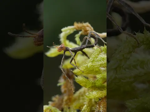 Before It’s Even Born, This Walking Stick Insect Mimics a Seed | #DeepLook #Shorts