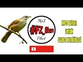 Download Lagu Mp3 Suara Burung Trucuk Lumut (Merbah Belukar)