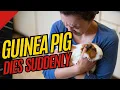 Sudden Death in Guinea Pigs What Are the Causes