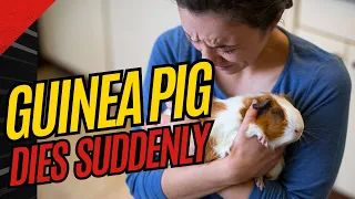 Sudden Death in Guinea Pigs What Are the Causes