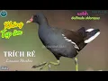 ✅Tiếng chim Trích ré mồi kêu chuẩn đánh lưới | Common Moorhen best sound (P2)