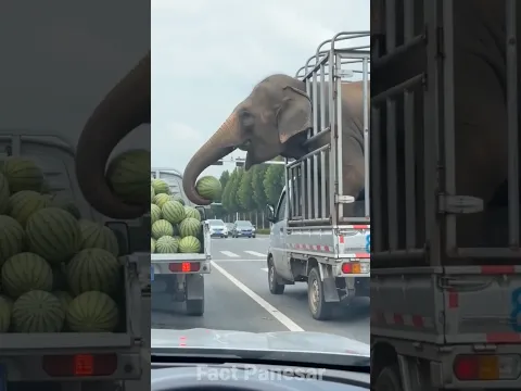 Elephant Watermelon पर मुसीबत 🍉🤯