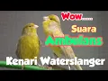 Download Lagu masteran jernih kenari waterslanger suara spt sirene ambulans