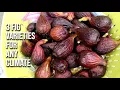 If I Could Only Choose 1 Fig Variety Here s 3 For ANY Climate