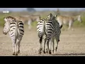A Zebra's Journey Through the Wild | Nature's Great Migrations | BBC Earth