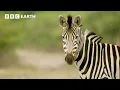 A Zebra s Journey Through the Wild Nature s Great Migrations BBC Earth