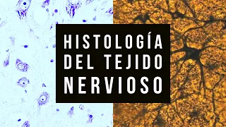 histology of nervous tissue practical 