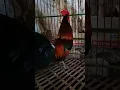 kokok ayam hutan merah jawa (bekikuk) sudah produksi