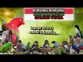 Download Lagu DAFTAR BURUNG ENDEMIK PROVINSI MALUKU UTARA DAN SUARA ASLINYA
