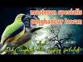 Download Lagu Masteran penghancur lawan 🔥 jinjing petulak dan cucak cungkok 