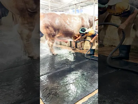 Gigantic bull with a gorgeous golden coat