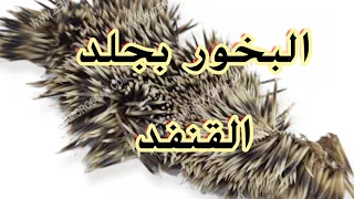 حكم البخور بشوك القنفد أبو أحمد لقمان 