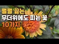 Download Lagu 10 Flowers That Bloom Even in the Sweltering Heat