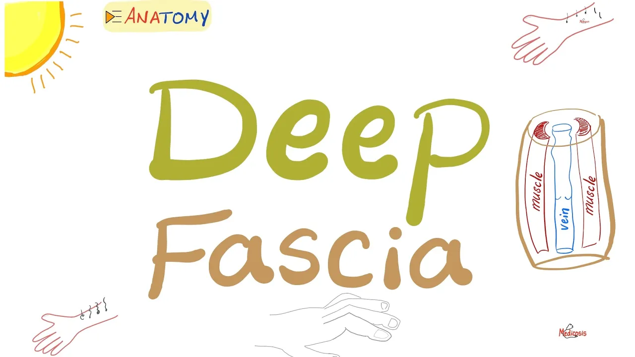 The Deep Fascia, Fasciitis, Carpal Tunnel Syndrome, Limb Compartment, Fasciotomy | Anatomy