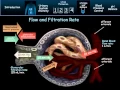 Urinary System
