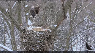 Falconshire Raptors Live Stream