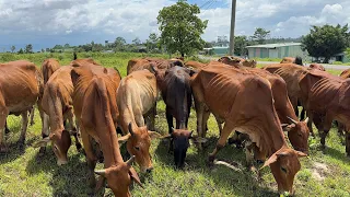 Video of cows grazing in the meadow - Animal sounds of cows, cows mooing video 4K, Part 4