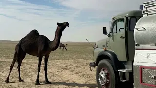حب له سنين وسنين    دندنها