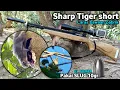 Download Lagu Sharp Tiger berburu bajing pakai slug 10.5gr