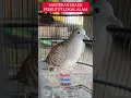 Download Lagu perkutut lokal alam gacor katuranggan singker sengkolo #perkutut #gacor #turtledove #birdlover #dove