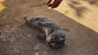 This poor kitten miraculously survived from cardiac arrest!