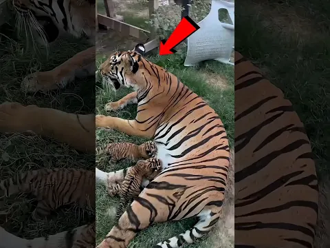 This boy became part of a tiger cub's family.