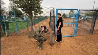 Проблемы на собачьей площадке ???