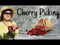 Cherry Picking Melbourne Australia