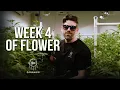 Week 4 of the Cannabis Flowering Period Week-by-Week Guide with Smokey Okies