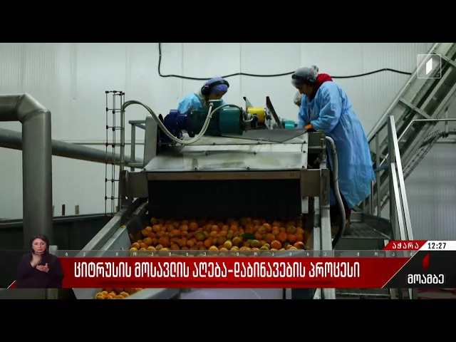 ციტრუსის მოსავლის აღება-დაბინავების პროცესი