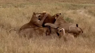 Lionesses turn on their own Pride Male