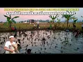 Download Lagu  AGUSTUSAN DI LEMBUR PAKUAN🇲🇨WOW banyak yang nangkap ikan di pesawahan kangdedi meriah banget