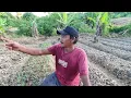 Download Lagu MAKIN LUAS TANAMAN MAS SAMA'I TAMBAHAN LAGI BIBIT DAUN BAWANG