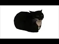 Download Lagu maxwell the cat (1 hour)