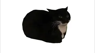 Maxwell The Cat 1 Hour  Maxwell The Cat 1 Hour