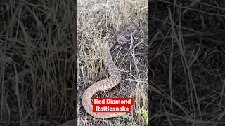 Always watch where you’re hiking. I almost stepped on this red diamond rattlesnake. #hike #hiking ￼