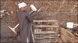 الحاج الضوى تاجر فراخ هتموت من الضحك دندنها