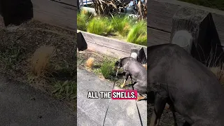 .. #fyp #dream #youtube #doberman #pets